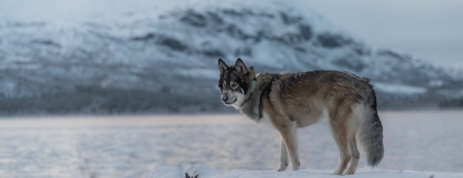Hund mit Tracker steht im Schnee