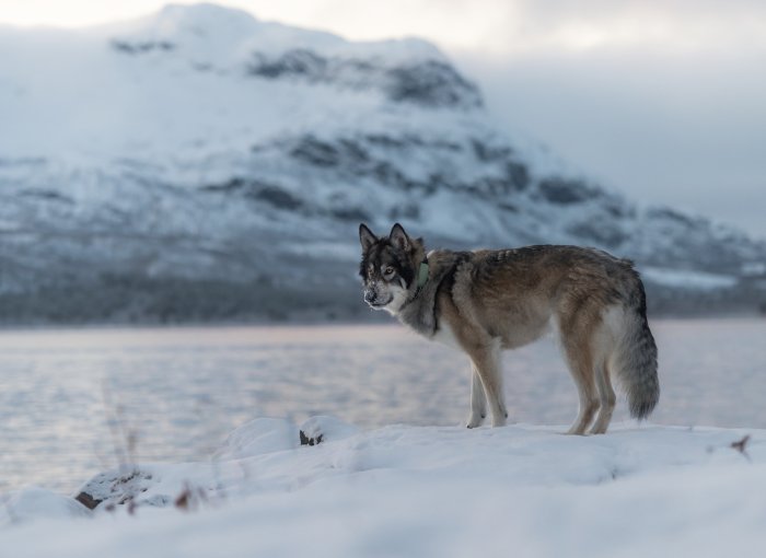 Hund mit Tracker steht im Schnee