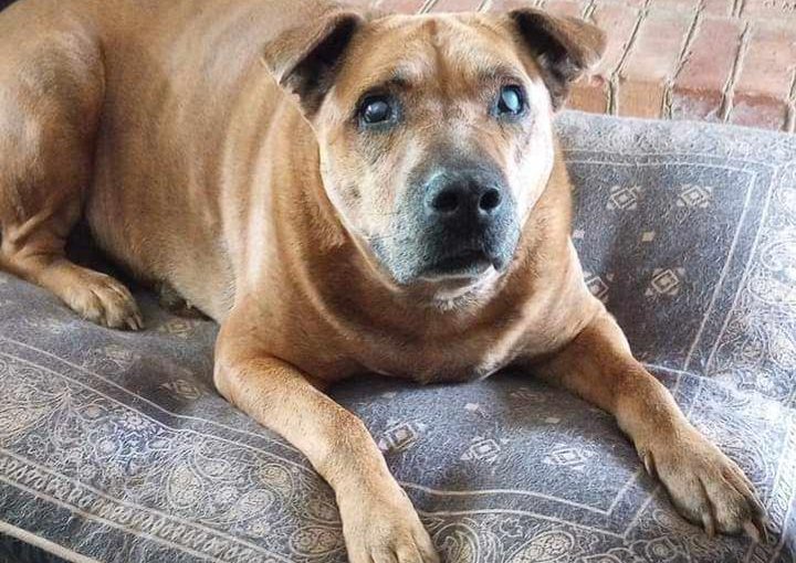 Kat the dog sitting on a pillow