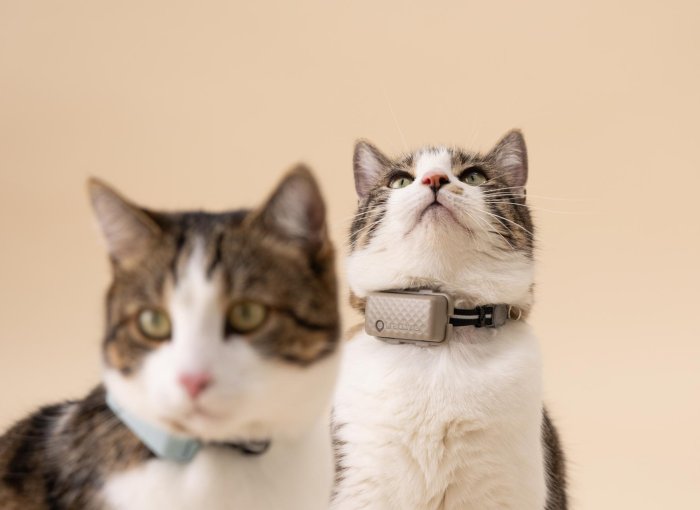 A pair of cats wearing Tractive GPS trackers