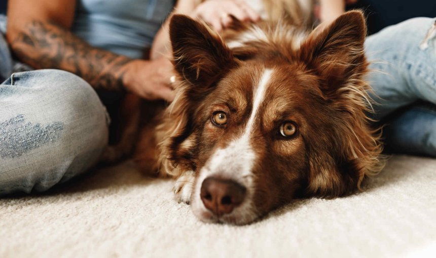 A dog sitting at the feet of its owner