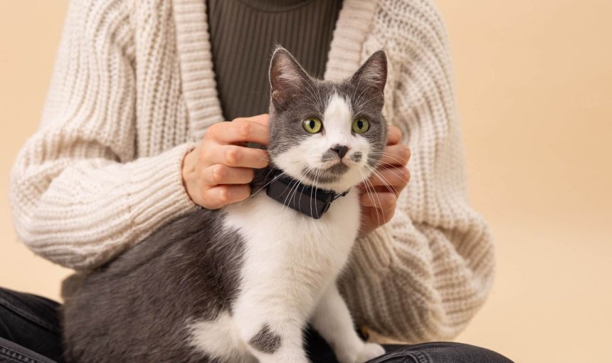 A cat wearing a GPS cat tracker