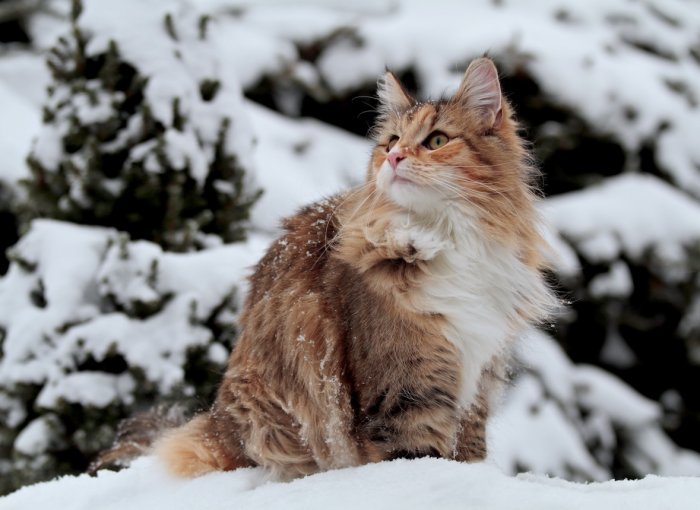 Katze draußen im Winter