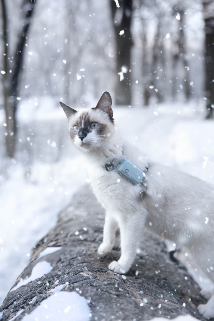 cat in snow wearing gps cat tracker 