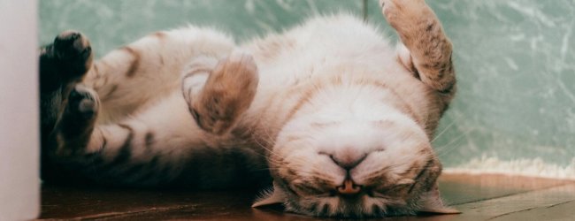 A lethargic cat asleep on the floor