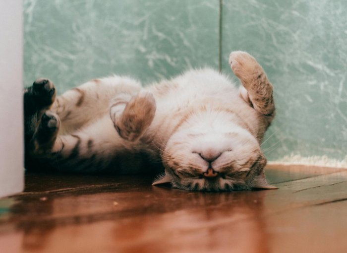 A lethargic cat asleep on the floor