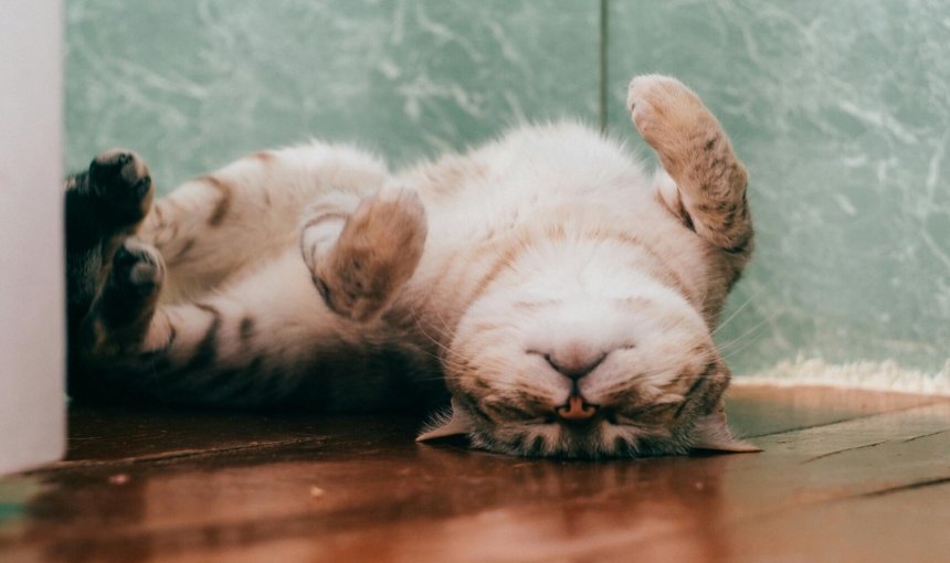 A lethargic cat asleep on the floor