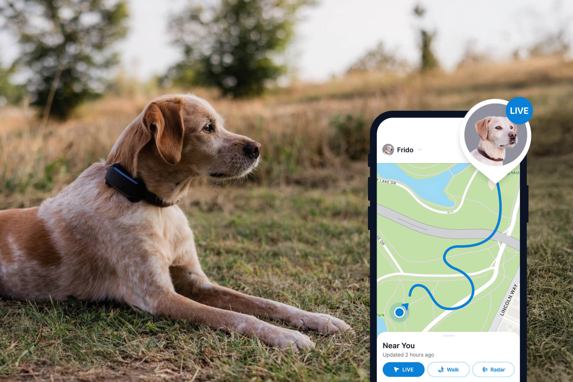 Hund trägt Tractive Dog 6 Tracker, daneben Appscreen mit LIVE Tracking