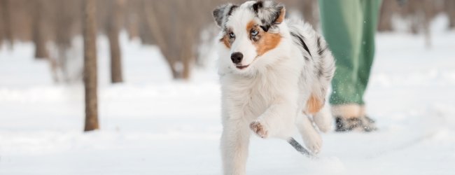 Australian Shepherd rennt im Schnee davon