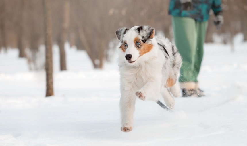 Australian Shepherd rennt im Schnee davon