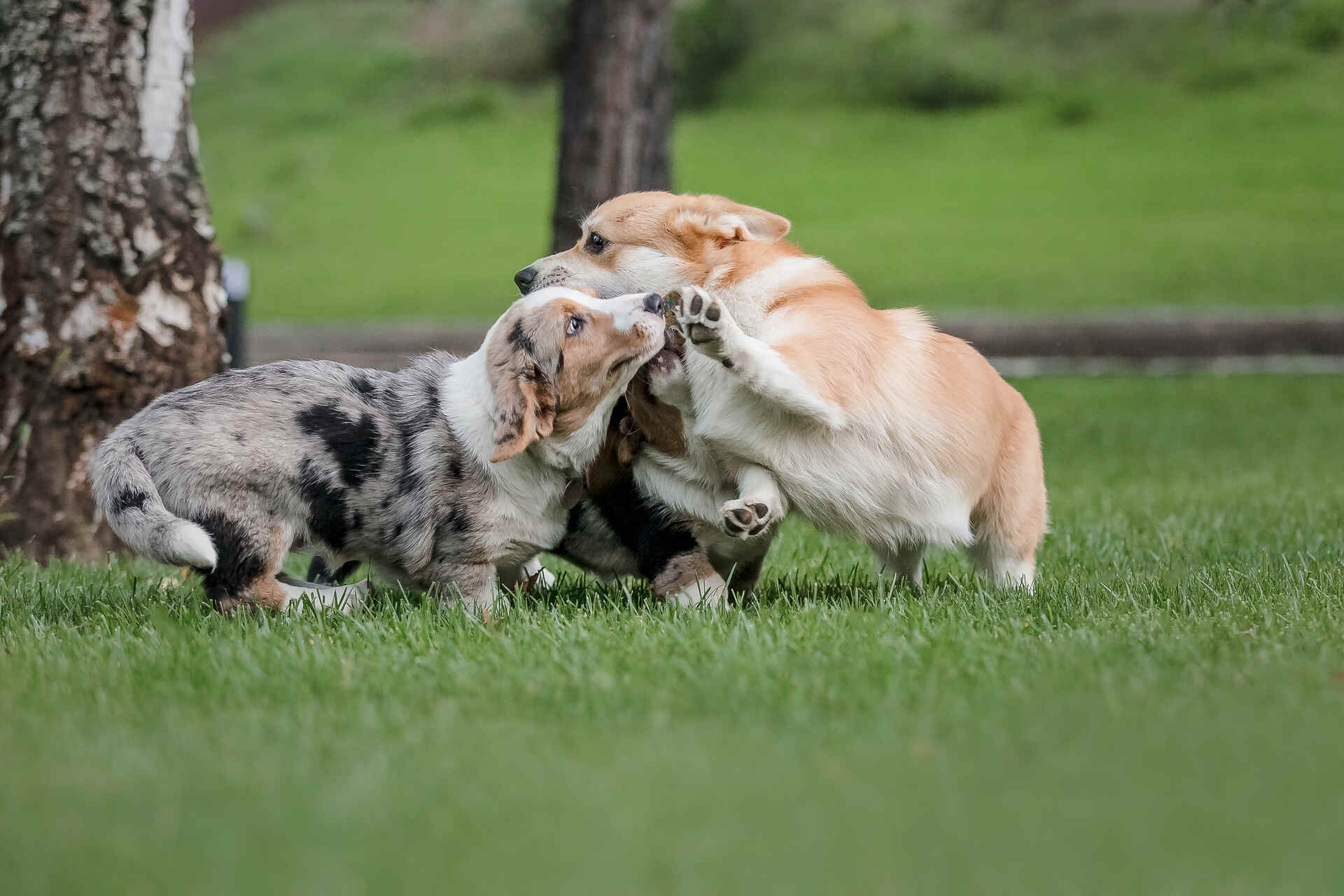 Dogs playing at a park