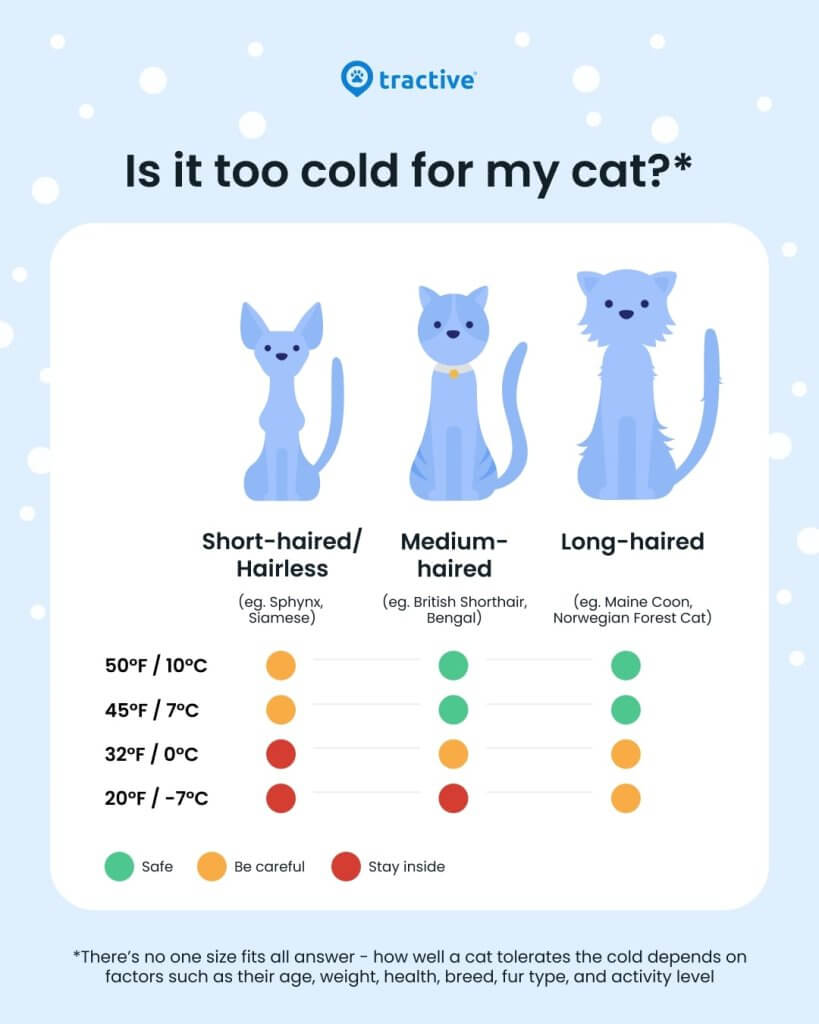 Tractive Infographis on: How cold is too cold for cats? 