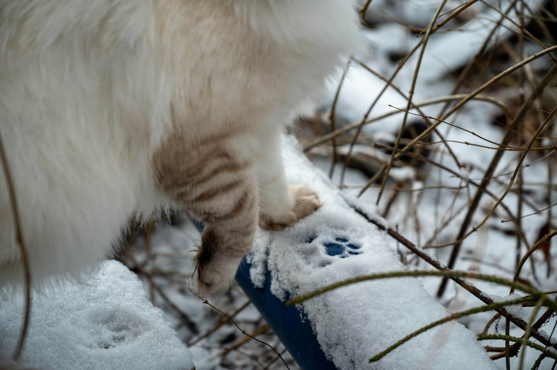 Katze wandert durch den Schnee und hinterlässt Pfotenabdrücke