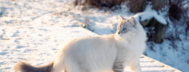 white cat outdoors in winter walking in snow