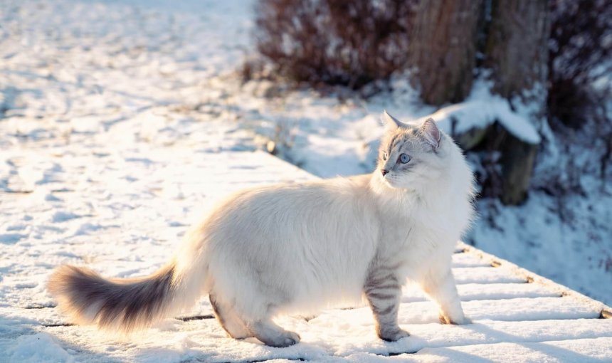 Vit katt går ute på vintern i snön