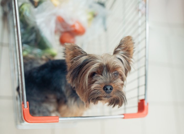 Hund sitzt in Einkaufswagen