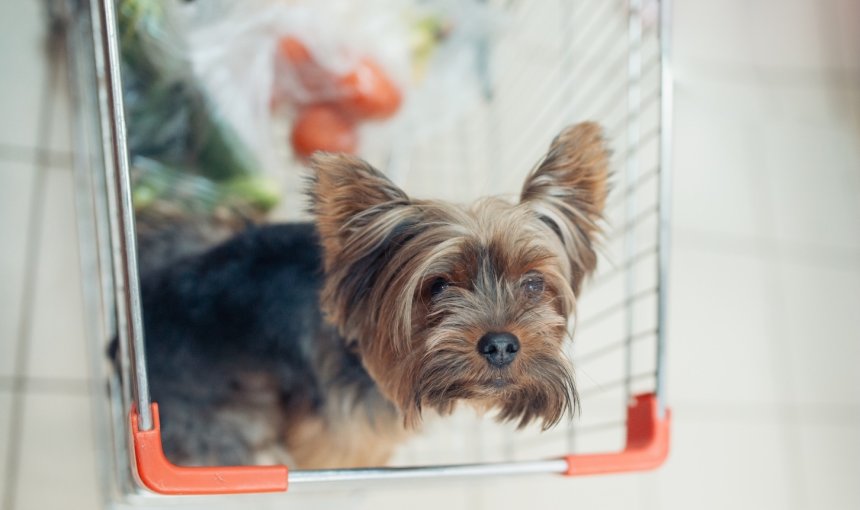 Hund sitzt in Einkaufswagen