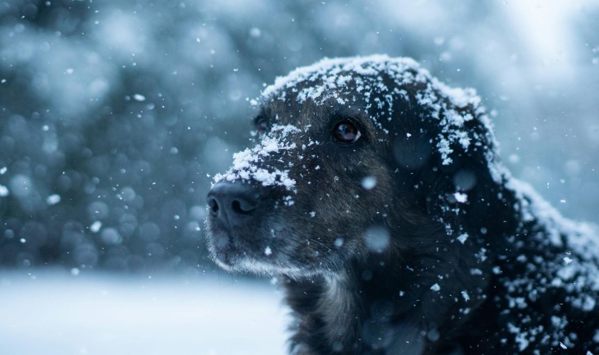 brown dog covered in snow