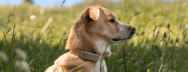 Labrador retriever sentado en la hierba alta con GPS y monitor de salud Tractive en el collar