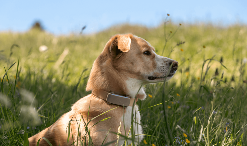 Labrador retriever sits in tall grass wearing Tractive GPS and Health tracker on collar