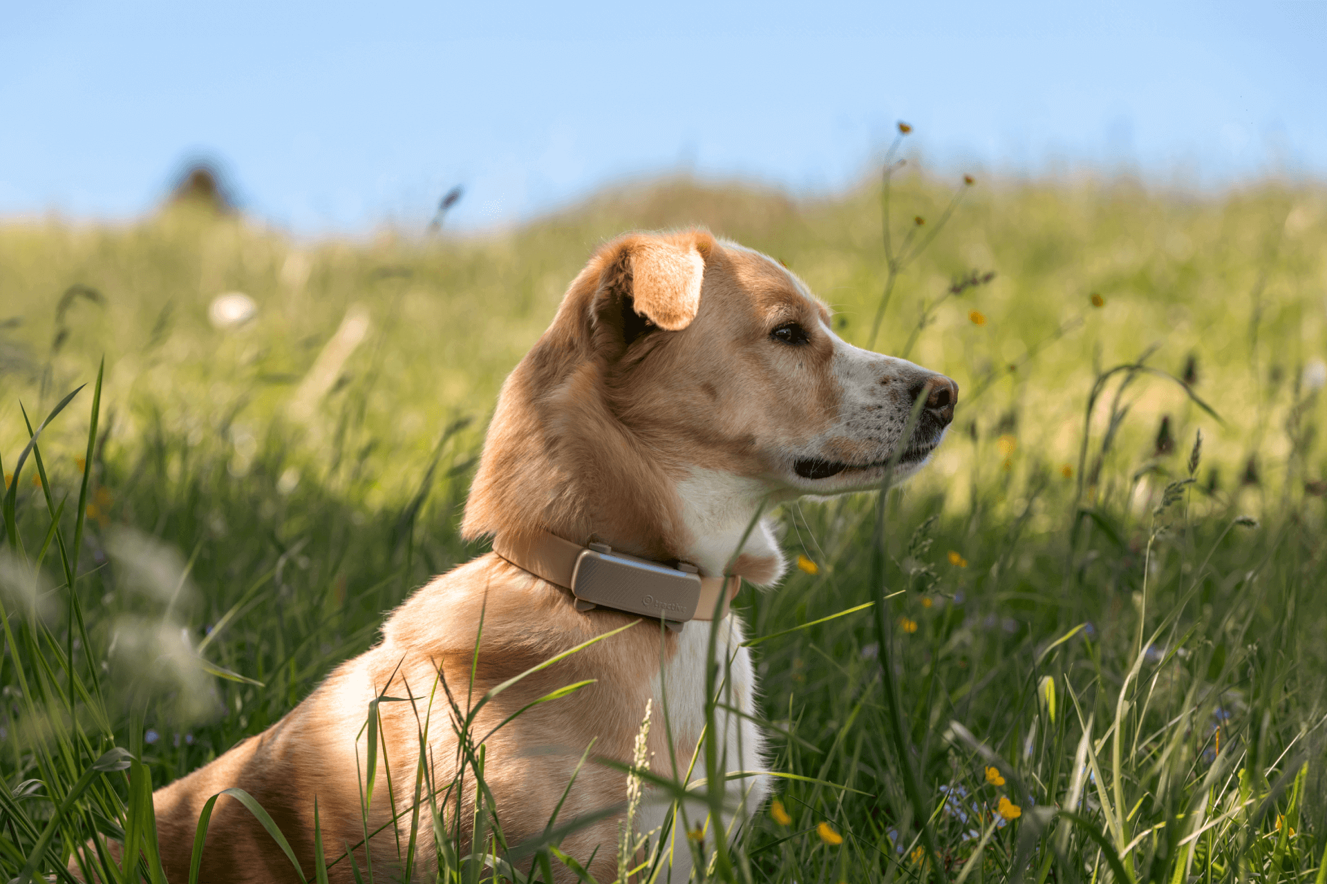 Labrador retriever sentado en la hierba alta con GPS y monitor de salud Tractive en el collar