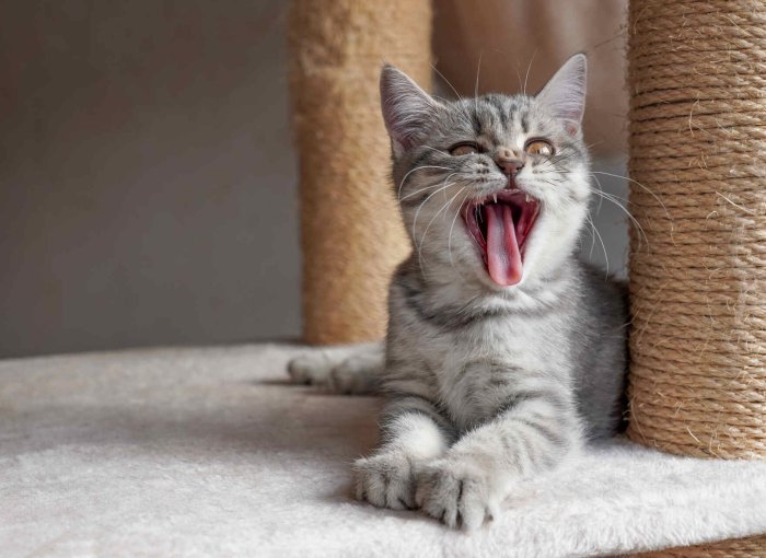 A yowling cat sitting by a scratching post