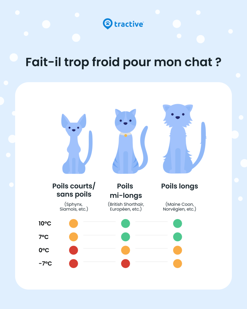 À quelle température fait-il trop froid pour les chats ?