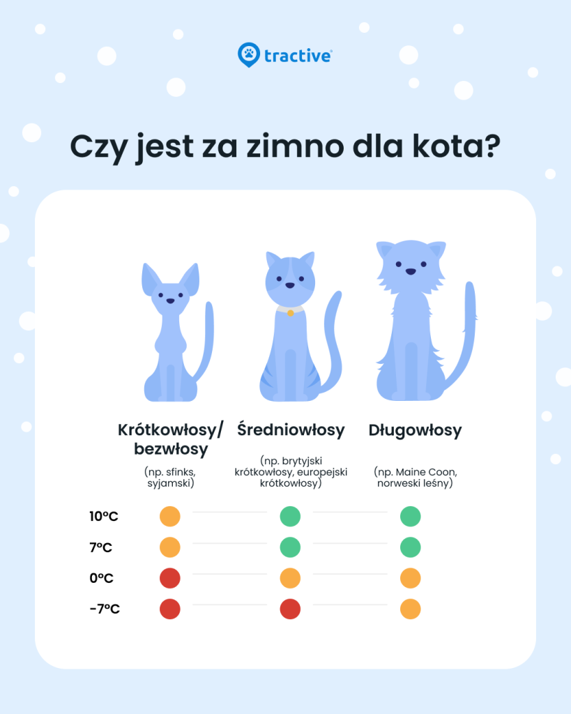 infografika Tractive: kiedy jest za zimno dla kota?