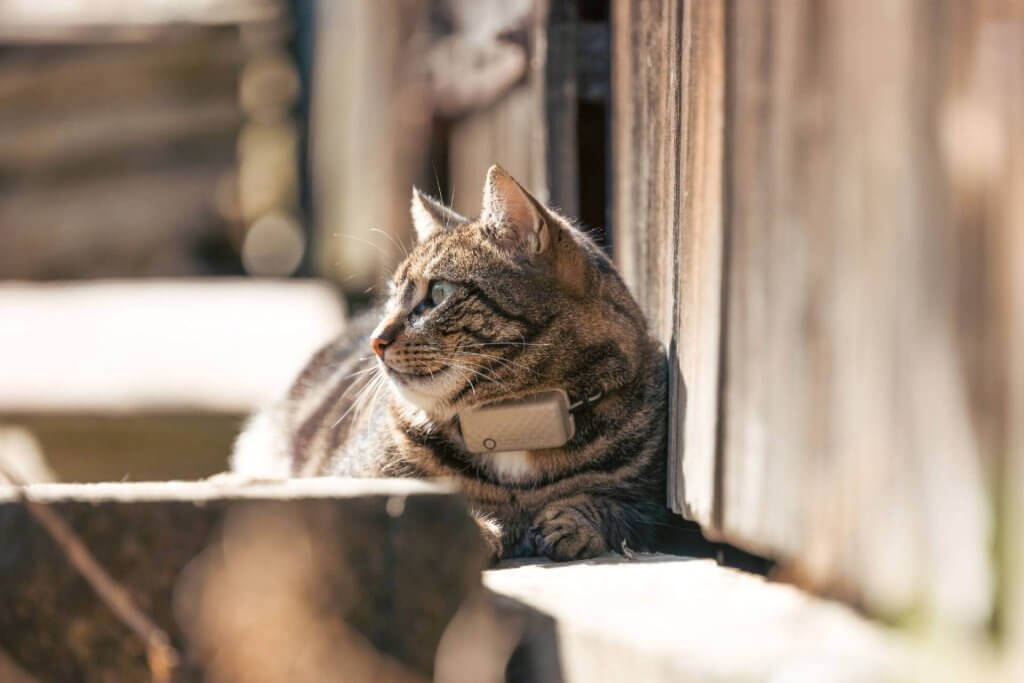 brown outdoor cat wearing a GPS cat tracker from Tractive