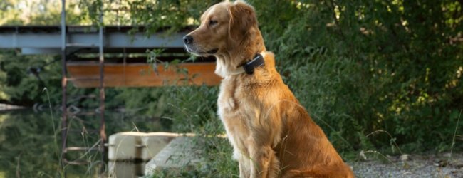 A dog sitting in a garden wearing a Tractive GPS tracker