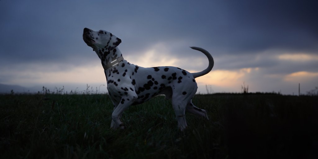 Dalmatiner trägt Tractive Dog 6 mit aktivierten LEDs bei einem Nachtspaziergang