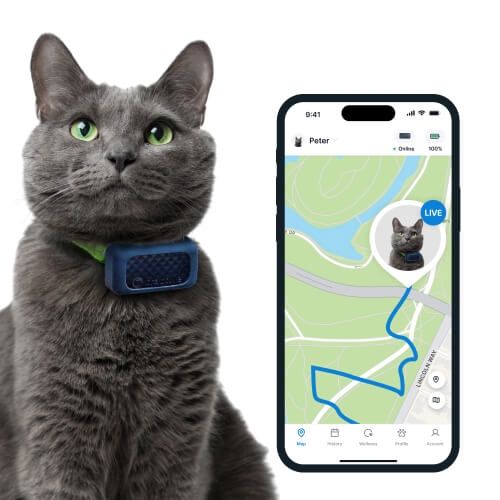 Tractive GPS Cat Tracker on a grey cat and LIVE Tracking screen in Tractive GPS cat tracking app