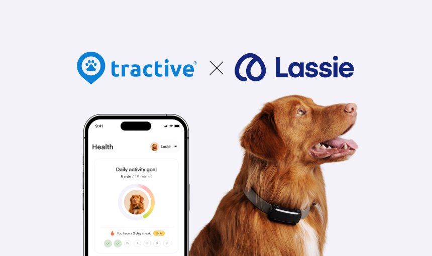 Lassie app screen and dog wearing Tractive tracker