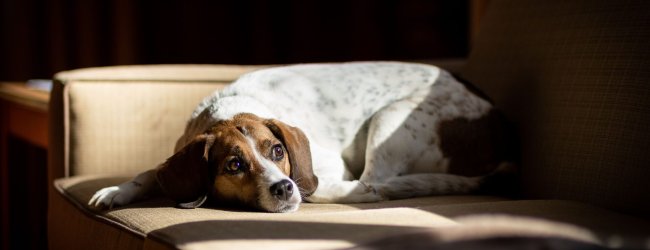 A dog sitting on a sofa at night