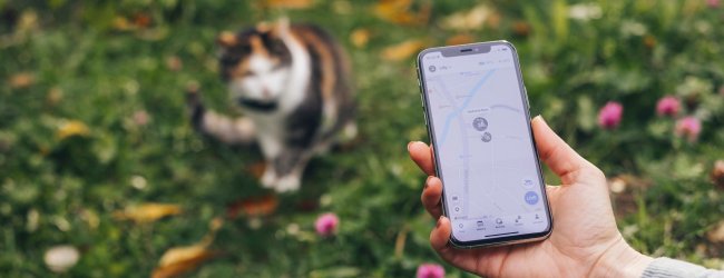 Katze mit Tractive GPS Tracker sitzt in der Wiese, Besitzer mit Handy in der Hand öffnet Tractive GPS App