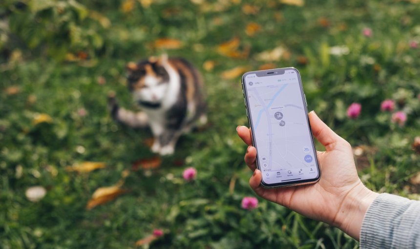 Katt med Tractive GPS-tracker sitter på gräset, en hand med Tractive GPS-appen spårar