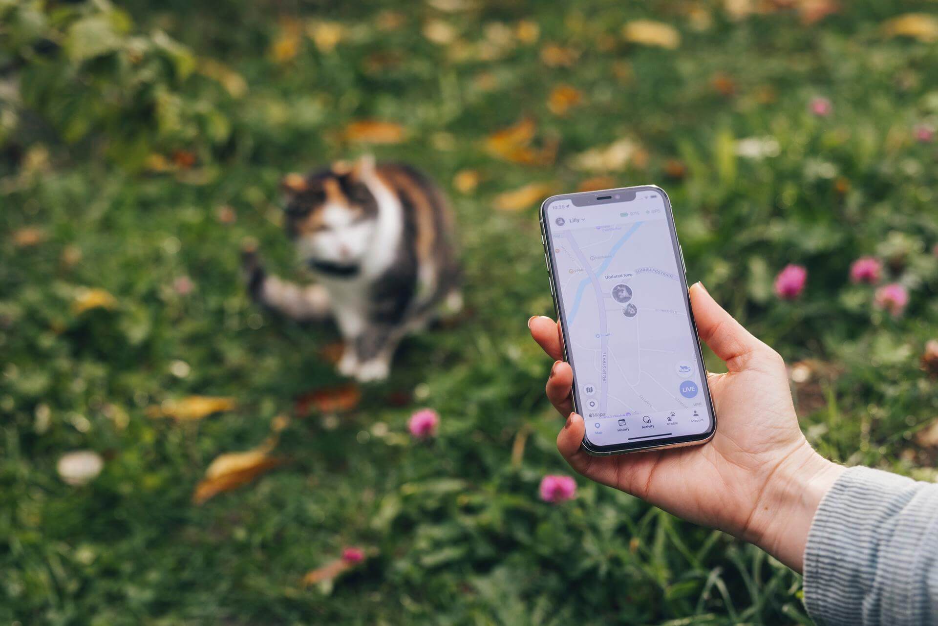 A cat wearing a Tractive GPS tracker in front of a woman checking its LIVE location