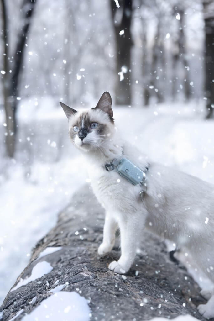 chat dans la neige portant un traceur GPS pour chat