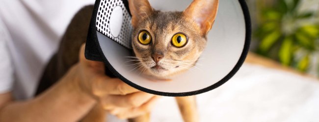 A cat wearing a soft cone collar