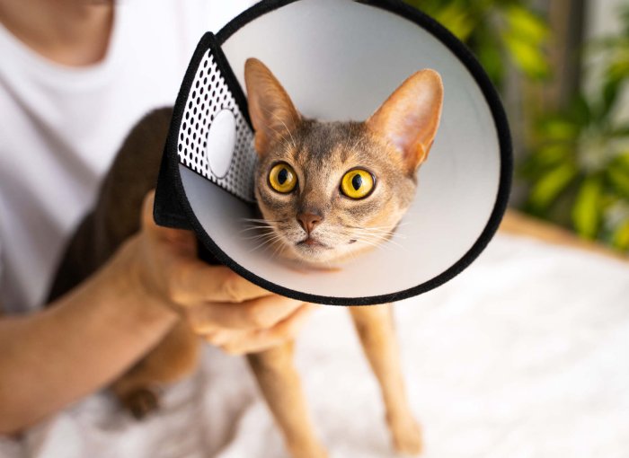 A cat wearing a soft cone collar