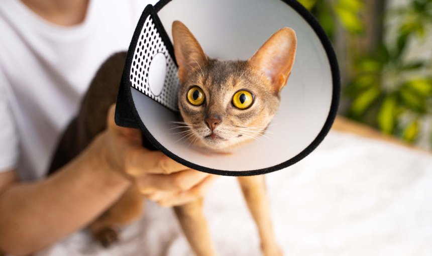 A cat wearing a soft cone collar