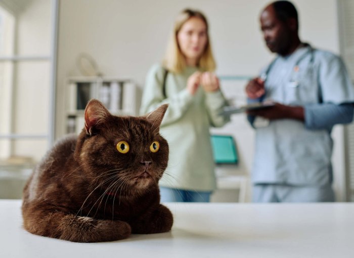 A vet explaining the most common cat diseases to a woman at a clinic