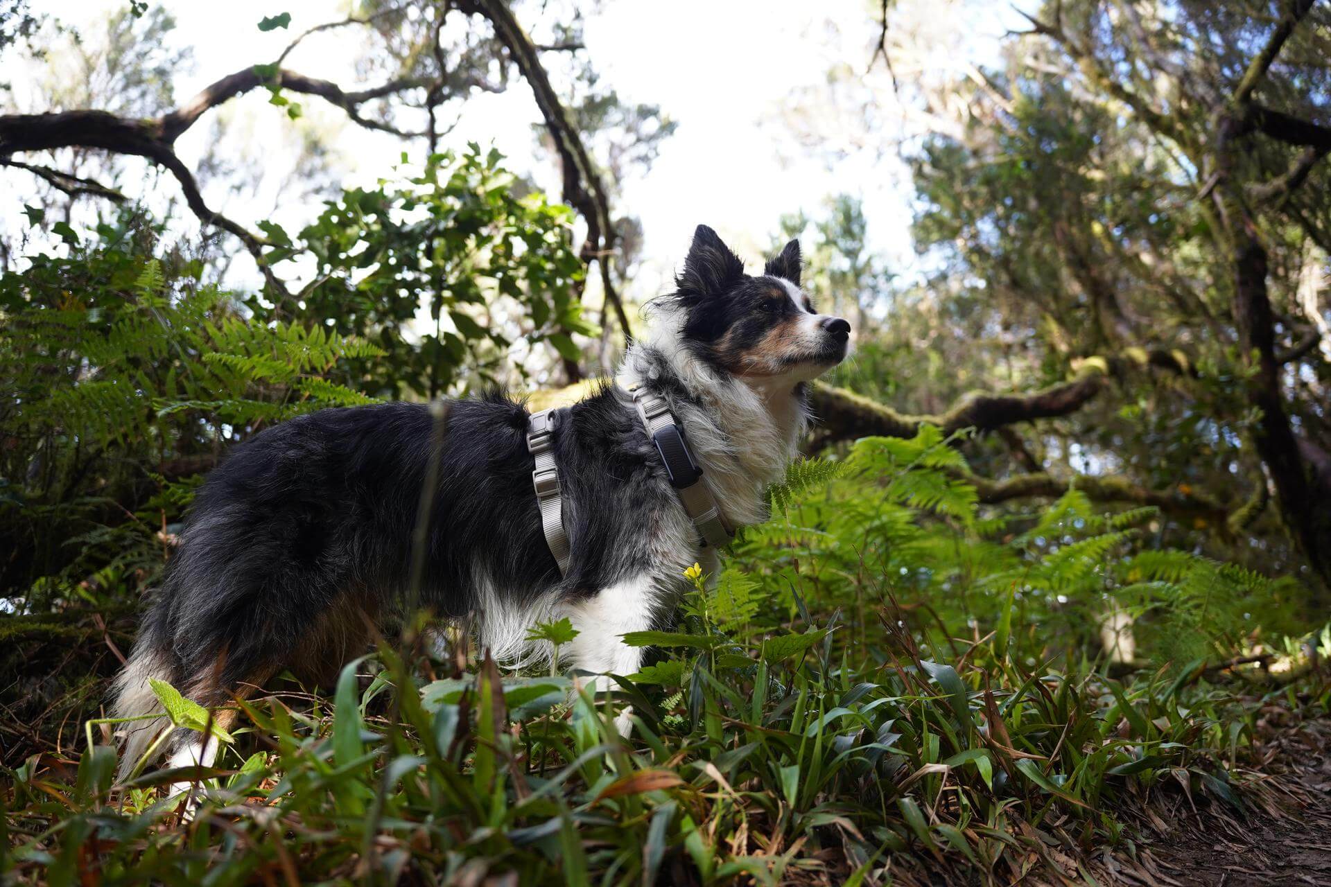 A dog wearing a Tractive GPS tracker on its harness