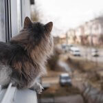 A cat looking out a window to the street