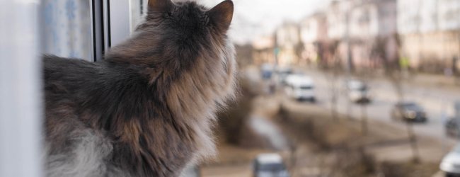 A cat looking out a window to the street