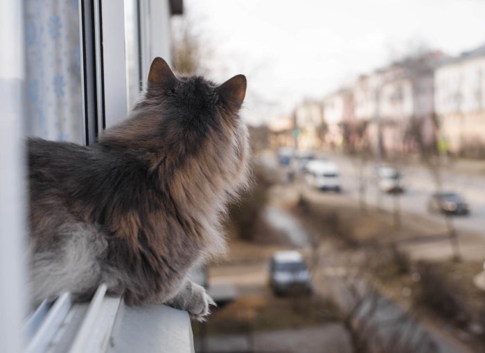 A cat looking out a window to the street