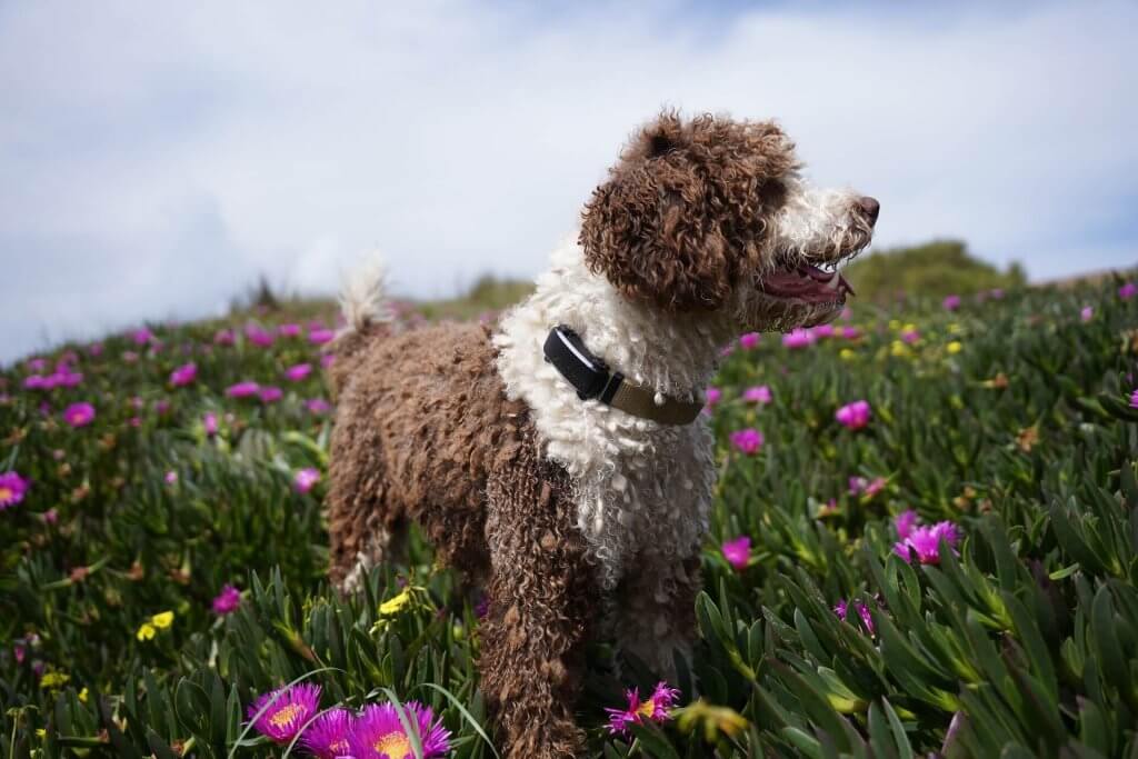 A brown and white dog wearing a Tractive tracker outdoors