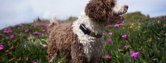 Braun-weißer Hund mit Tracker am Halsband in einer Wiese mit lila Blumen