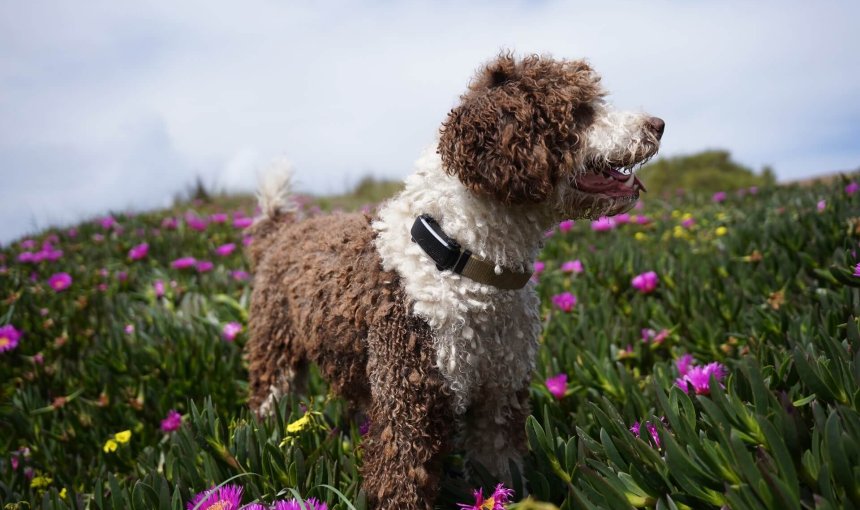 brown and white dog wearing a black tractive GPS tracker on collar standing outside in a field of purple flowers