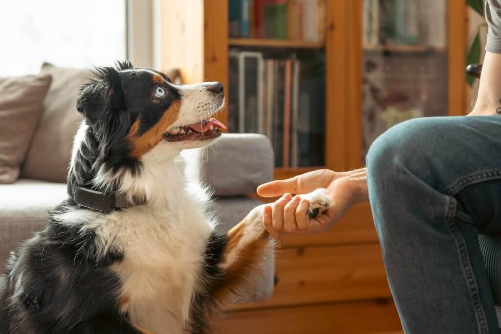 Besitzerin hält die Pfote ihres Hundes, der einen GPS Tracker trägt